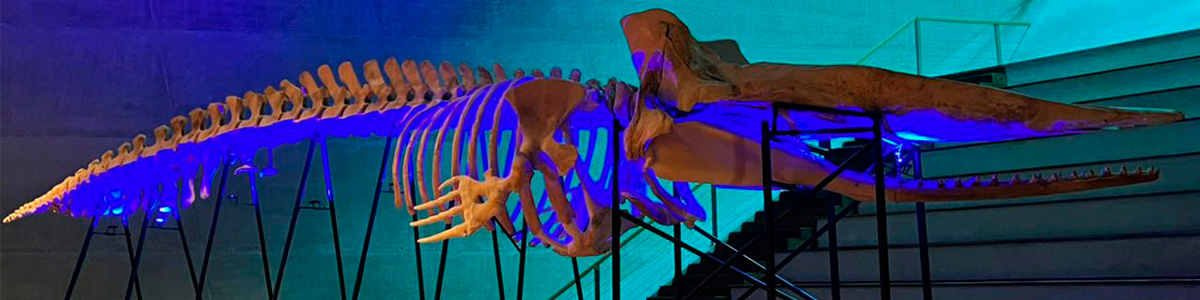 Esqueleto da baleia da exposição