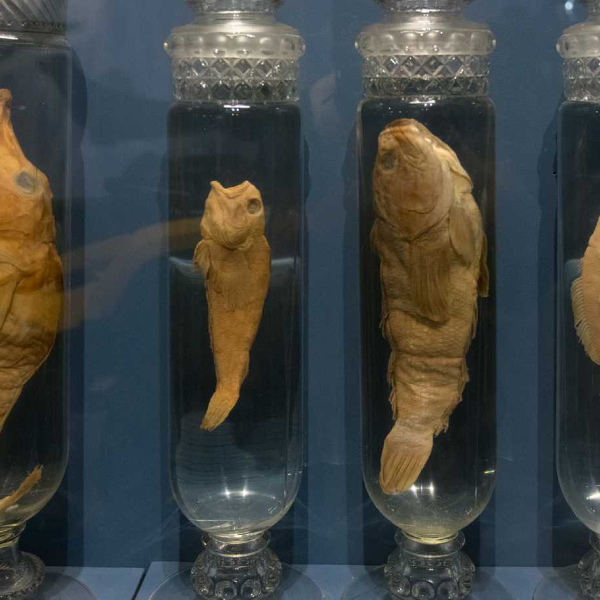 Foto: Raphael Pizzino - SGCOM/UFRJ